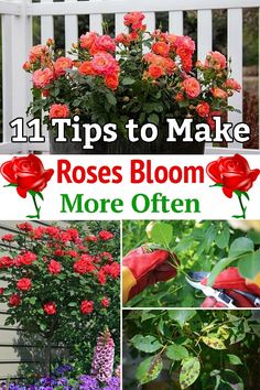 flowers that are blooming in the garden with text overlay reading 11 tips to make roses bloom more often