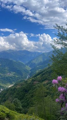 purple flowers are blooming in the foreground, and green mountains in the background