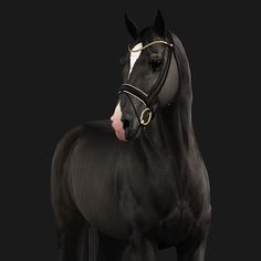 a black horse with a white stripe on it's head