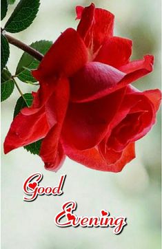 a red rose with the words good evening on it