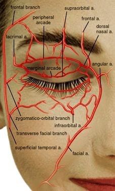 an image of a woman's face with the blood vessels in her upper eye