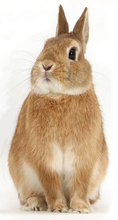 a brown rabbit sitting on top of a white floor