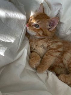 an orange kitten laying on top of a white blanket