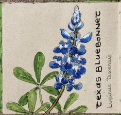 a blue flower with green leaves is on a white and green tile background that reads, texas breaner