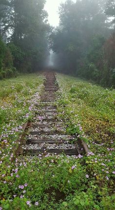 a set of railroad tracks in the middle of a field with flowers growing on it