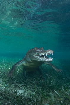 an alligator swimming in the water with its mouth open