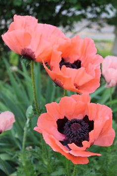 three orange flowers with black centers in a garden