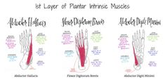 four different types of foot muscles with their names in red and green, including the lower limb