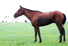 a brown horse standing on top of a lush green field