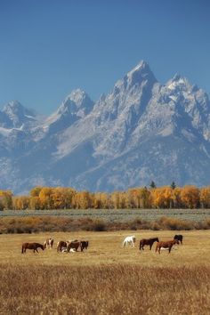 horses graze in an open field with mountains in the background