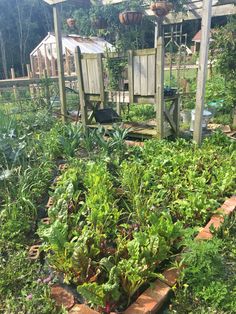 a garden filled with lots of green plants