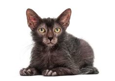 a black kitten with green eyes laying down on the floor looking at the camera royalty images