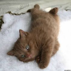 a brown cat laying on top of a white blanket