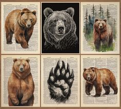 four pictures of brown bears on an old book page with bear paw prints in them