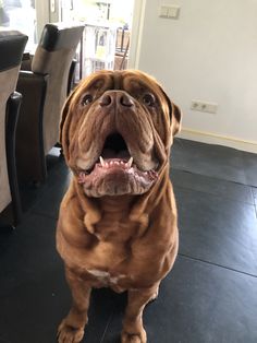 a large brown dog sitting on top of a black floor