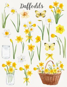 watercolor daffodils clipart set with flowers and butterflies in the background