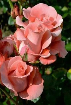 pink roses are blooming in the garden