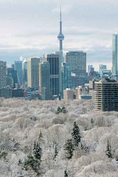 the city skyline is covered in frosty trees and snow - covered grass, as well as tall buildings