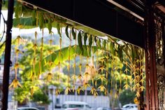 some green plants hanging from the side of a building with cars parked in the background