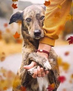 a person holding a dog in their arms with autumn leaves around them on the ground