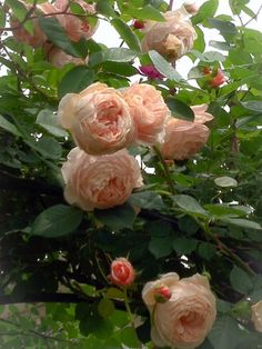 some pink roses are growing on the tree