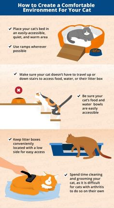 Discover simple tips on how to create a cozy and stress-free environment for your feline friend. From choosing the right bedding to providing hiding spots, these cat care tips will ensure your pet feels safe and loved. 🐾💕 #PetLover #CatCare #ComfortableCatHome #HappyCat #PetTips #FelineComfort #CatLover #CatEnvironment Cat Bonding Tips, Cat Care Routine, Kitty Care, Pet Dental Care, Getting A Kitten, Cat Language, Cat Essentials