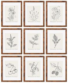 six framed pictures with flowers and leaves on them, all in black and white ink