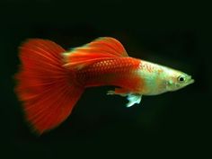 a red and white fish swimming in an aquarium