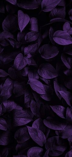 purple leaves are shown in this close up photo, and the background is very dark