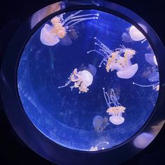 an aquarium filled with lots of jelly fish