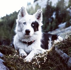 a white and black dog with blue eyes laying on the ground