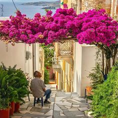 a woman sitting on a bench under a purple flower covered arbor next to the ocean