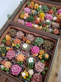 two boxes filled with different types of succulents