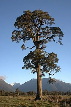 a tall tree standing in the middle of a lush green field with mountains in the background