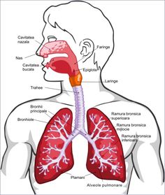 the anatomy of the human body showing the lungs, bronchles and esoplanes