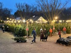 people walking through a christmas tree lot at night