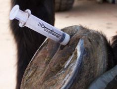 an iv tube attached to the back of a cow