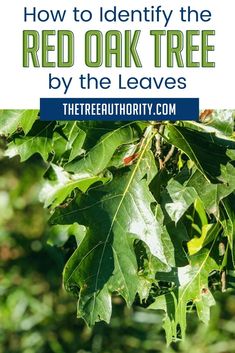 some green leaves with the words how to identify the red oak tree by the leaves