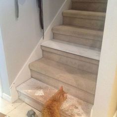 an orange cat sitting on top of a carpeted stair case next to a set of stairs