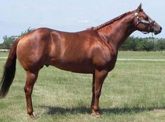 a brown horse standing on top of a lush green field