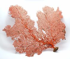 an orange coral on a white background