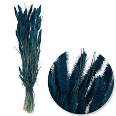 Dimensions: (Varies Upon Shaping): 28" x 7" Plant Type: Seteria Material: Natural Color: Navy Blue Net Weight: 4 Ounces Care & Safety: Indoor Use Only Quantity: 1 Make sure your latest arrangement is blooming with style by including this Seteria Bundle. This bundle features dried seteria stems dyed a bold color. Their fluffy appearance makes them perfect for adding texture to your floral arrangements. Place them in a vase with vibrant flowers for a charming display that will brighten up any room Navy Vase, Dried Flowers Wedding, Vibrant Flowers, Vase Arrangements, Vibrant Flower, Bold Color, Types Of Plants, Hobby Lobby, Halloween Decor