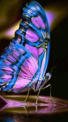 a blue butterfly with purple wings is reflected in the water and it's reflection on the surface