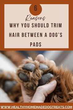 a dog's paw with the text 6 reasons why you should trim hair between a dog's paws