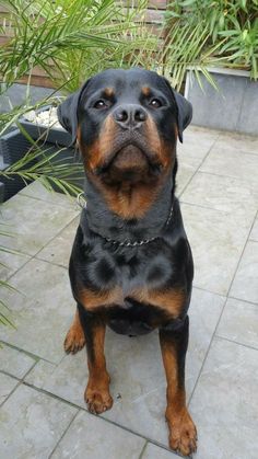 a black and brown dog sitting on top of a tile floor next to a potted plant