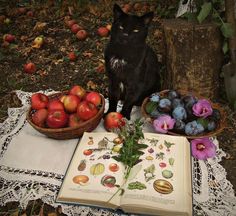 credit: unknown we heart it account Cottage Witch, Witch Cottage, Spiritual Animal, Black Kitty, A Black Cat, Season Of The Witch, October 27, Witch Aesthetic, Witchy Woman