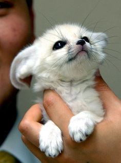 a man holding a small white animal in his hand and looking up at the camera