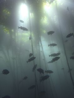 a group of fish swimming in the water