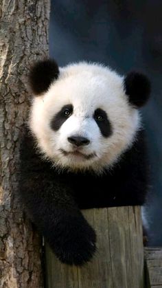 a black and white panda sitting on top of a wooden post next to a tree