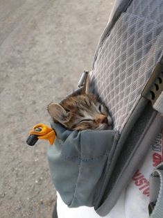 a small kitten laying in the pocket of a piece of luggage